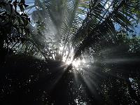 01224 Sun filtering through trees
